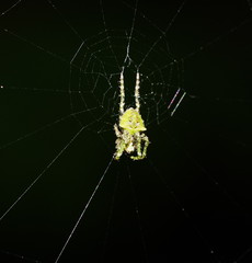 Novaranea courti