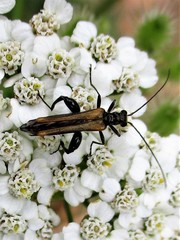 Oedemera femorata