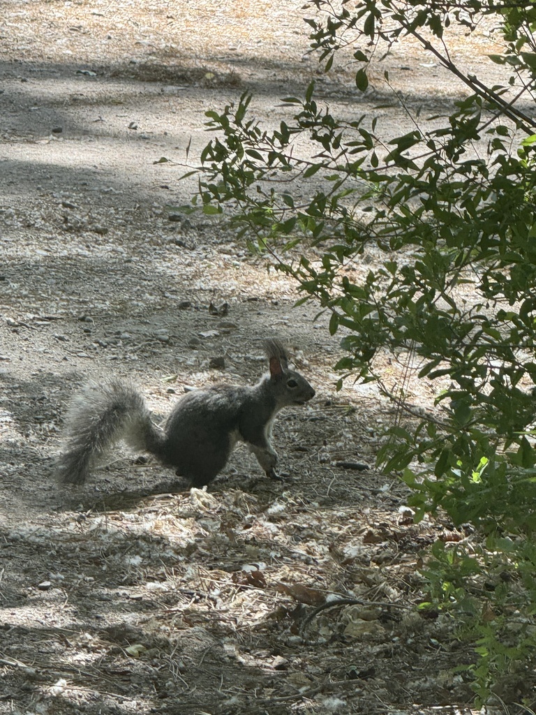 Abert's Squirrel from Saint James Crst, Santa Fe, NM, US on May 21 ...