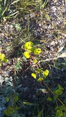 Euphorbia petrophila