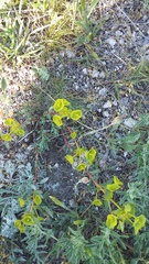 Euphorbia petrophila
