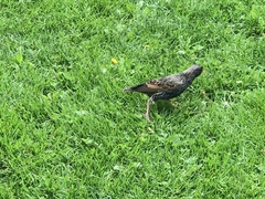 Sturnus vulgaris