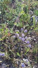 Veronica capsellicarpa