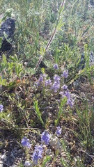 Veronica capsellicarpa