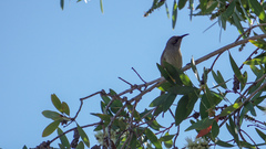 Lichmera indistincta