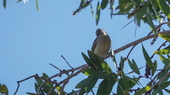 Lichmera indistincta