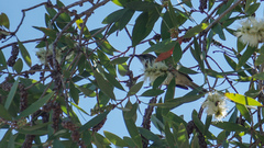 Lichmera indistincta