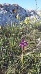 Anacamptis morio caucasica