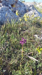 Anacamptis morio caucasica