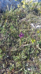 Anacamptis morio caucasica