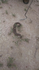 Sistrurus tergeminus