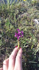 Anacamptis morio caucasica