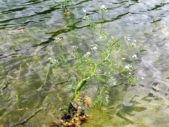 Oenanthe aquatica