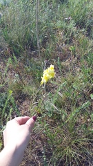Linaria macroura