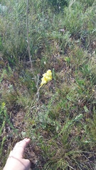 Linaria macroura