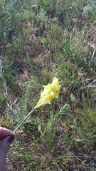 Linaria macroura