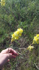 Linaria macroura