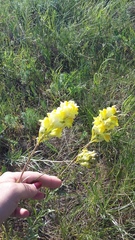 Linaria macroura