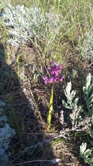 Anacamptis morio caucasica