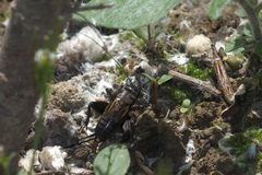Melanogryllus desertus