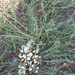 Astragalus dolichophyllus - Photo (c) Katerina Kashirina, osa oikeuksista pidätetään (CC BY-NC), lähettänyt Katerina Kashirina