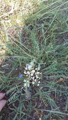 Astragalus dolichophyllus