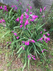 Gladiolus italicus