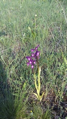 Anacamptis morio caucasica