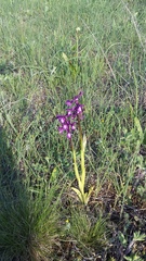 Anacamptis morio caucasica