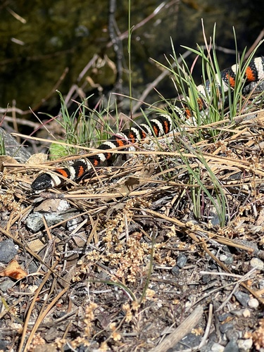 iNaturalist observation photo of California Mountain Kingsnake