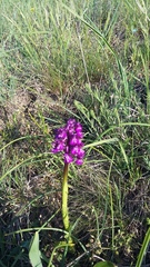 Anacamptis morio caucasica