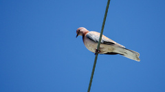 Streptopelia senegalensis
