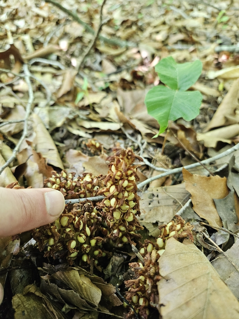 American cancer-root from Fort Washington, MD, USA on May 22, 2024 at ...