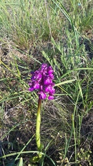 Anacamptis morio caucasica