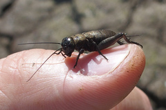 Melanogryllus desertus