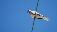 Streptopelia senegalensis