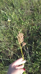 Rumex tuberosus