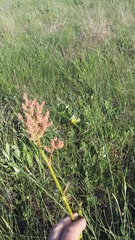 Rumex tuberosus