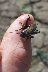 Melanogryllus desertus