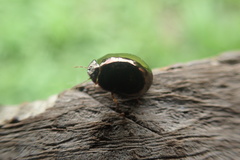 Plataspidae