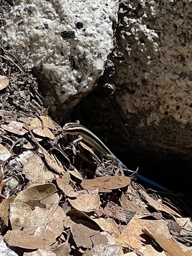 iNaturalist observation photo of Gilbert's Skink