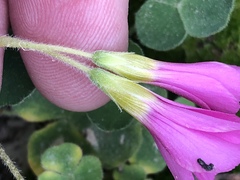 Oxalis imbricata violacea