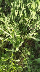 Centaurea salonitana