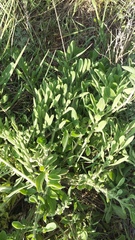 Centaurea salonitana