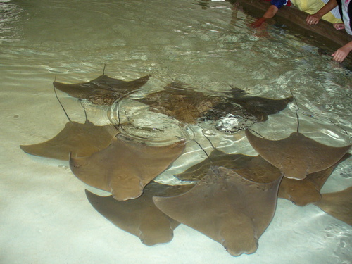 Cownose Ray, photo 9 of 9