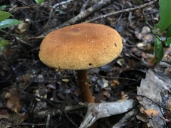 Cortinarius castoreus