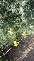 Ranunculus illyricus