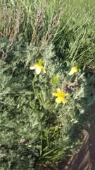 Ranunculus illyricus