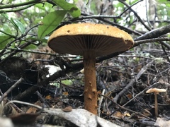 Cortinarius castoreus