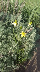 Ranunculus illyricus